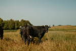 Balade gourmande